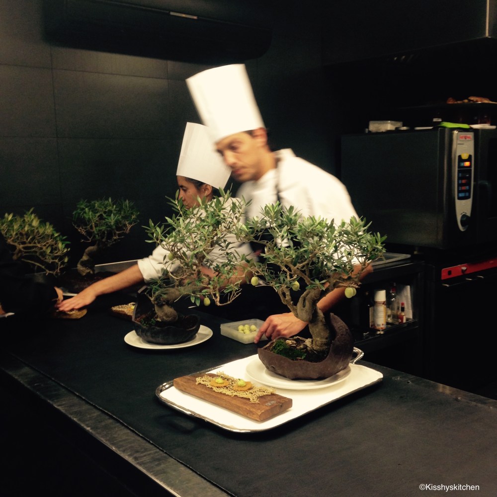 olive tree- Cellar de can 